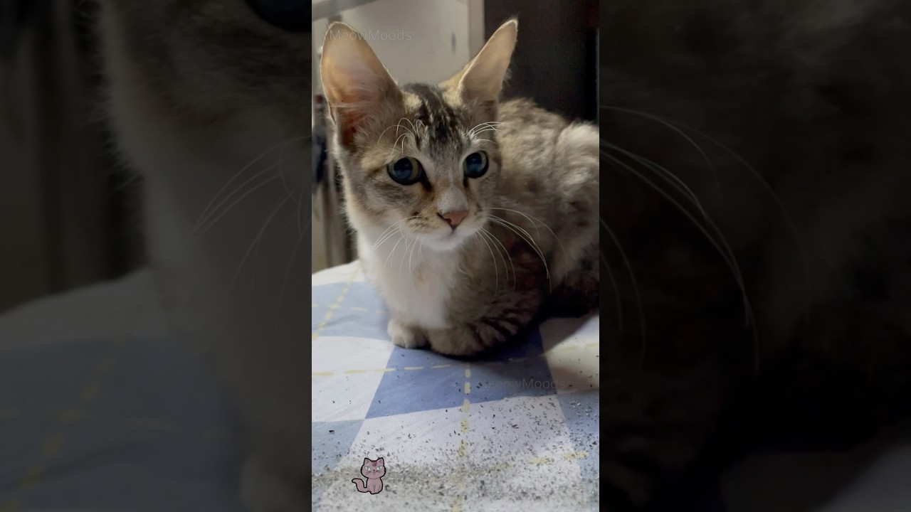 Whisker Wonders: Curious Cats and Their Cutest Moments!💕