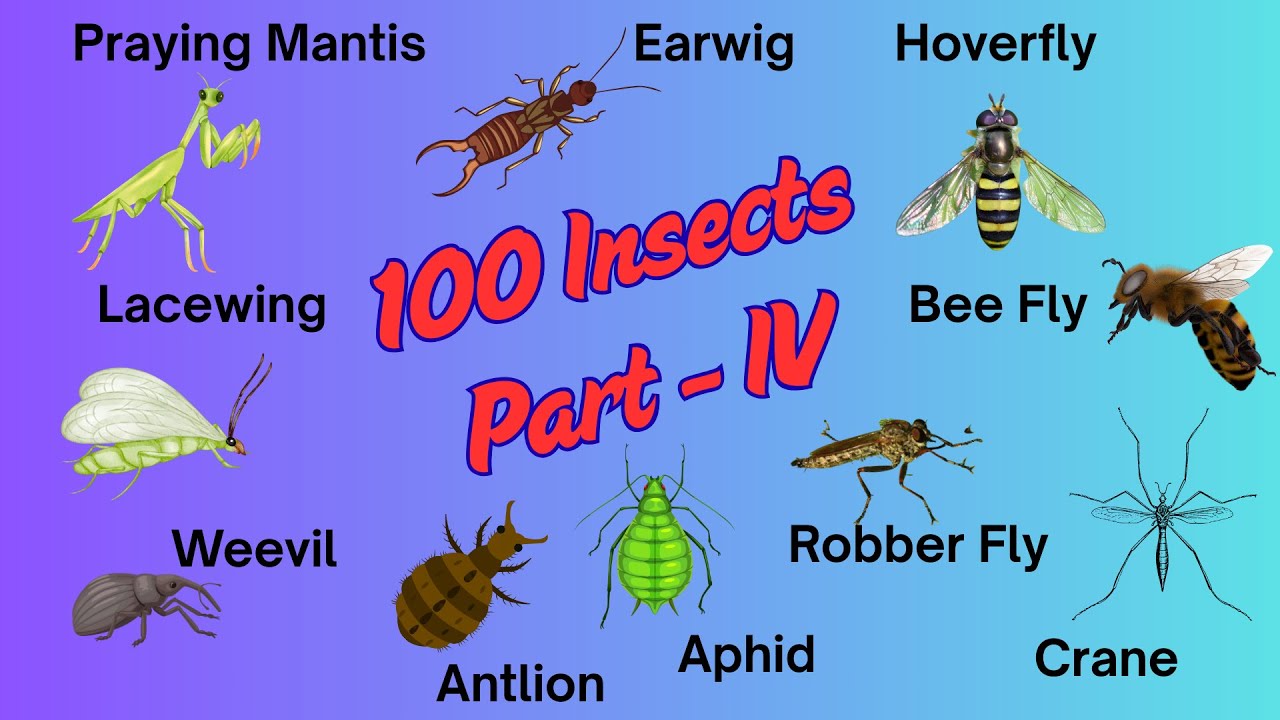 Sneaky & Smart Insects 🐞 | Meet the Praying Mantis, Hoverfly, Weevil & More!