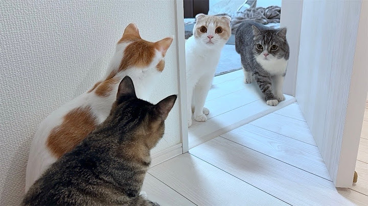 里子に出した保護猫たちと久しぶりに再会したら猫たちがまさかのこうなっちゃいました…