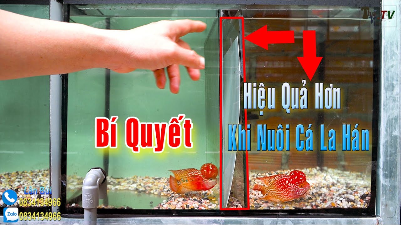 Hiệu Quả Hơn Khi Nuôi Cá La Hán : Cơ Sở Cá La Hán Lân Bùi #Flowerhorn