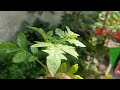 POOJA GARDEN is live