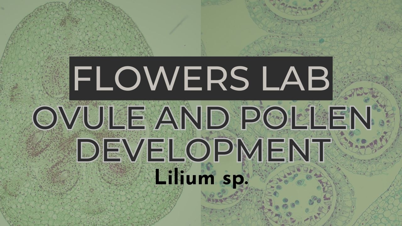 Flowers Lab: Ovule & Pollen Development