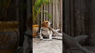 The Reason why Beagles have Long Ears is Bizarre #beagle #beaglepuppy