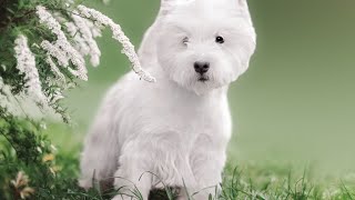 The Grooming Basics for West Highland White Terriers