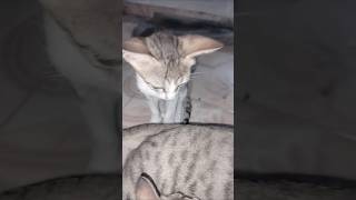 Dudu Piyenge🥛#shorts #youtubeshorts #youtubevideo #funnycats #dudupiyenge