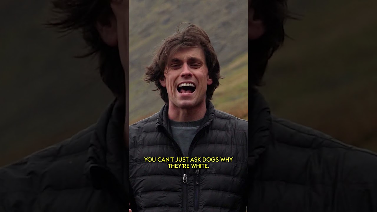 Вест-хайленд-уайт-терьер — что это за собака?