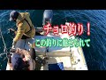 色々な魚が釣れます！鹿児島ではチョロ釣りとも言います。