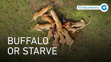 Lions vs Buffalo: The Brutal Battle for Africa’s Grasslands | Full Wildlife Documentary