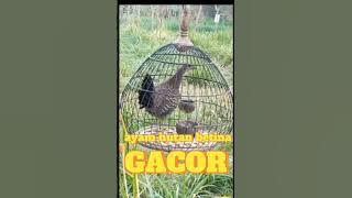 suara ayam hutan betina gacor pemikat pejantan@huntingfishing6095