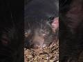 #TasmanianDevil – छोटा पैकेट, बड़ा धमाका! #facts #viral #animalshorts #animals
