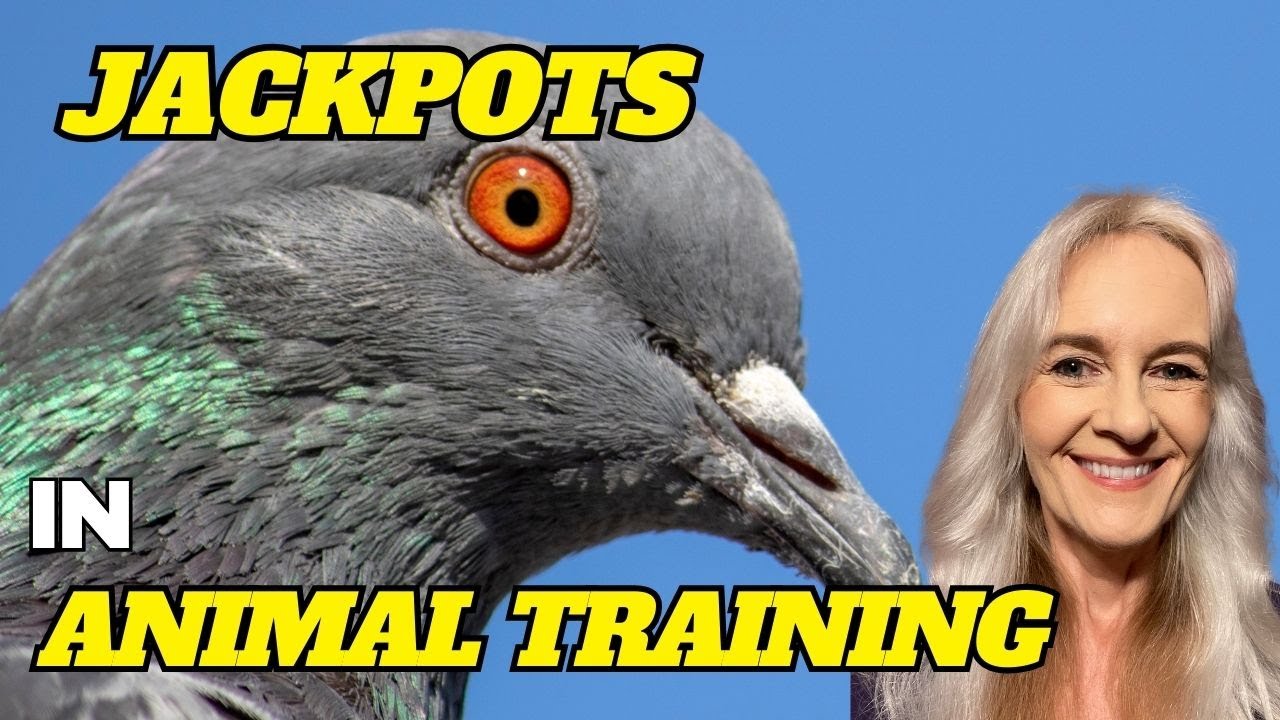 Jackpots and Animal Training! YouTube
