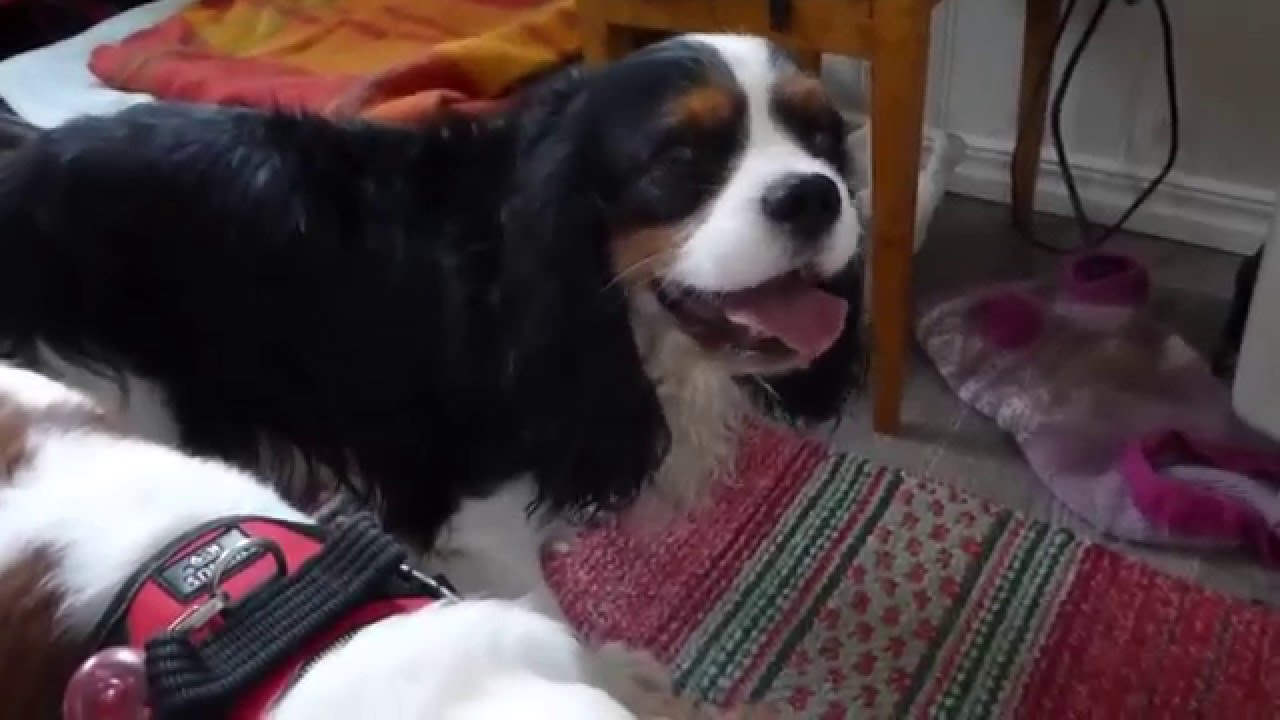 Paring hund Ally og Olle