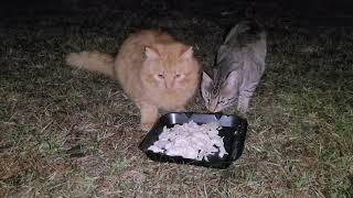 The stray cat came back with a partner and asked for food!! by Quantum Audio (Quantum Meow) 13,573 views 2 years ago 2 minutes, 40 seconds