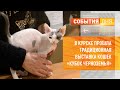 В Курске прошла традиционная выставка кошек «Кубок Черноземья»