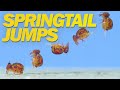 Springtail Jumps Off Water and in Super Slow Motion!