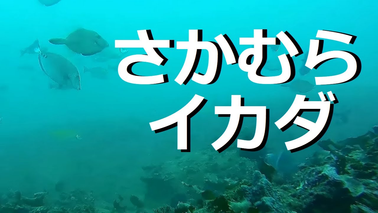 さかむらいかだ 多くの魚が泳ぐカセからの水中映像 Youtube