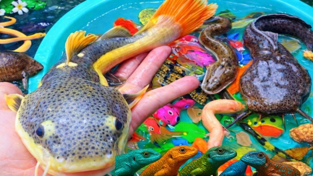Catching colorful catfish in small pond baby turtle, gold fish, candy fish, koi fish