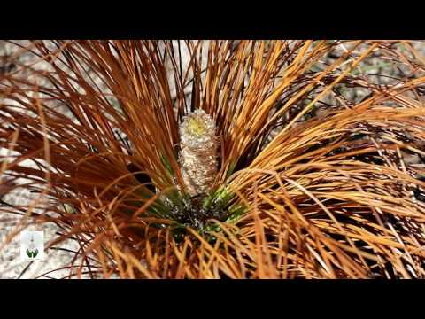 Burning Young Longleaf | The Longleaf Alliance