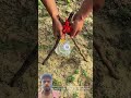 DIY Drip Irrigation: Simple Water Bottle Watering System for Seedlings