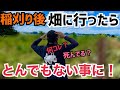 [事件?]やらかした！稲刈り後里芋畑にいったらとんでもない事になっていた！果たして里芋を収穫することができるのか?