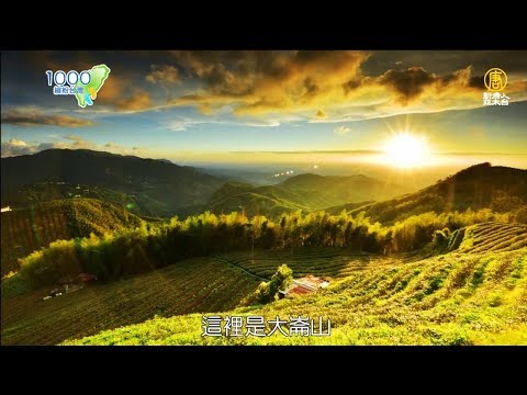 大崙山美景拍不完，還有東南亞最大的銀杏林園區│南投鹿谷│大崙山觀光茶園