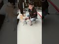 #柴犬きなこ