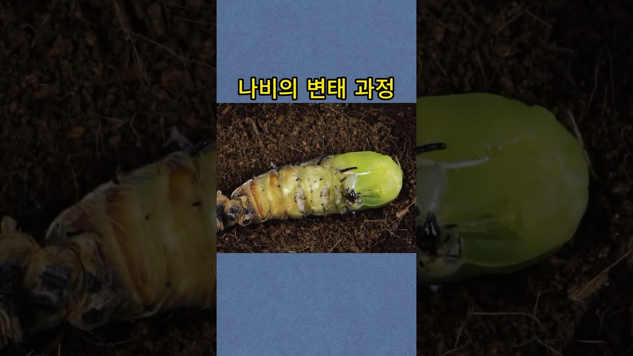 나비의 변태 과정 || 흥미로운 지식 - YouTube, image size:1280x720