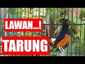 Pancingan SORE HARI 100% Efektif bikin GACOR dengan suara Murai Batu isian kenari, cililin,lovebird