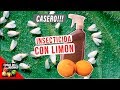 INSECTICIDA CASERO EXTRACTO DE LIMON - FACIL - PULGONES Y MOSCA BLANCA
