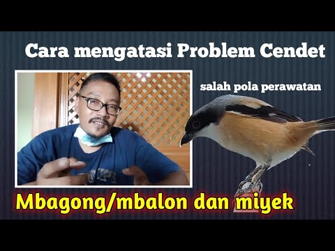 Video: Cara Mengawal Seseorang