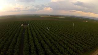 Hiller Helicopter Cherry Drying (air-to-air)
