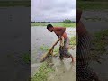 Traditional Net Fishing Videos #ytshorts
