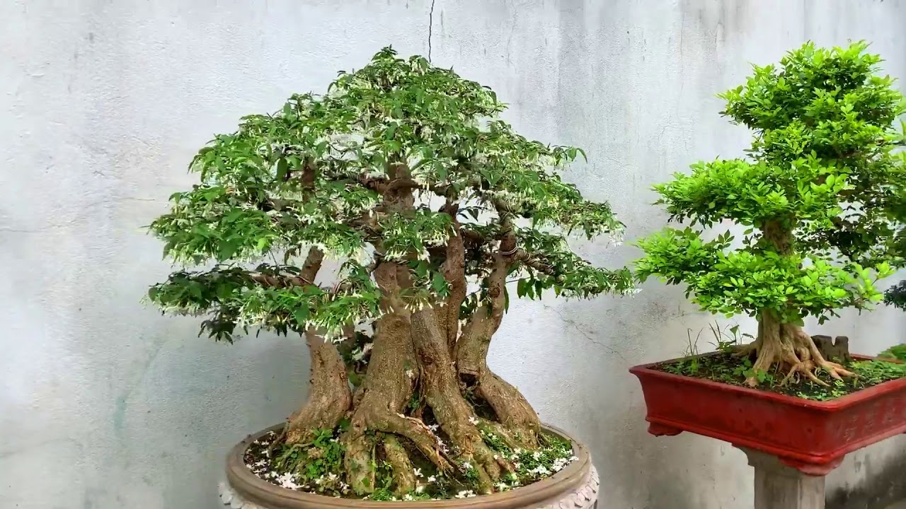 Bonsai Vietnam Top bonsai tháng 6 của nghệ nhân Việt YouTube