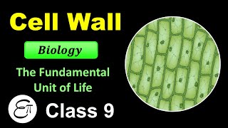 Cell Wall || The Fundamental Unit of Life - 6 || for Class 9 in Hindi