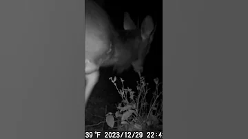 Sika Sightlines Trail Cam Visions From Japan S Forests Shorts Animals Wildlife Deer Sikadeer 