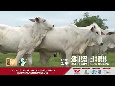 LOTE 19 | JSH 3523 - JSH 3248 - JSH 3309 - JSH 3518 - JSH 3429 - CJD 10496