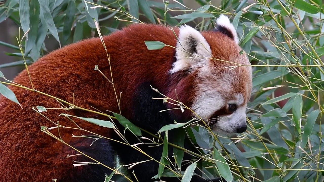 Red panda (Ailurus fulgens) eating bamboo leaves. Native to the Himalayas