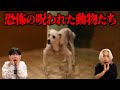 幽霊に呪われた動物たちが怖すぎる...