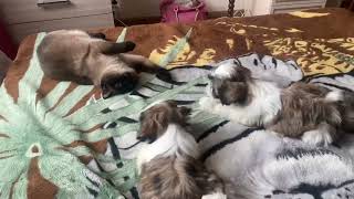 Сиамская кошка и щенки Ши-Тцу