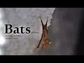Wildlife Of Iran Bats حیات وحش ایران خفاش ها 