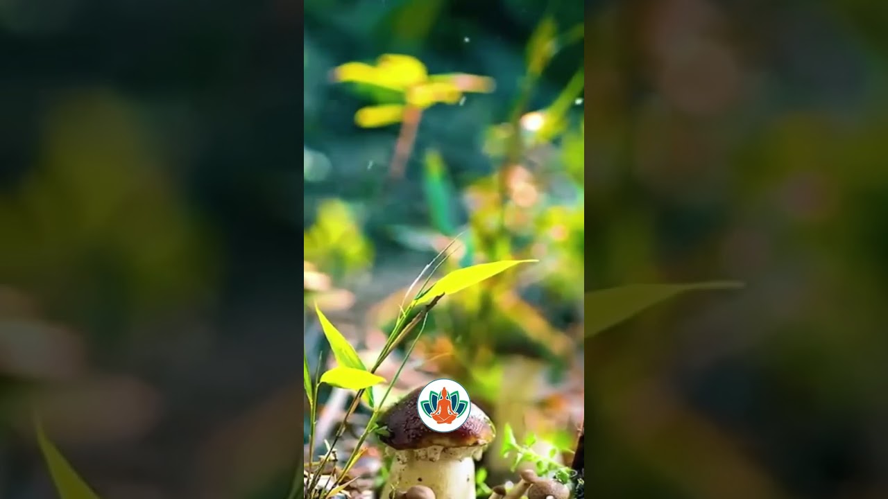 River Rhapsody and Soothing Sounds of Nature