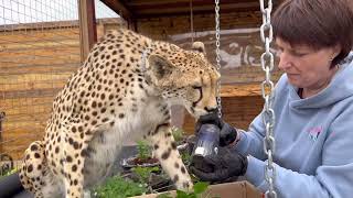 Gerda helps to plant flowers! Masha's mom came to visit!