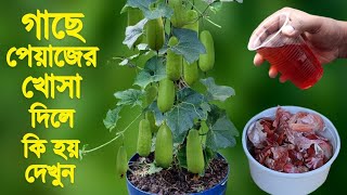 গোবর সারের থেকে ১০০০ গুন শক্তিশালী বিকল্প জৈব সার/organic fertilizer for plant/