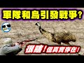 超瞎！全副武裝的澳洲軍隊，竟然慘敗給了一群鳥！？歷史上真實存在的「人鳥大戰」！｜六大史上最愚蠢的戰爭