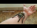 The beautiful Trinidad chevron Tarantula (Psalmopoeus cambridgei)