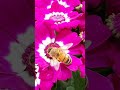 Bees Tongue Is A Straw