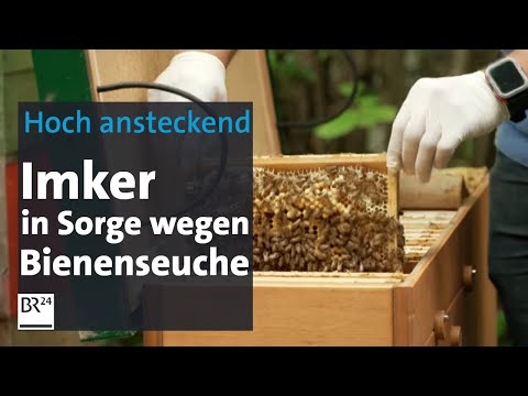 Bienenseuche in Bayern: Imker in Sorge wegen \