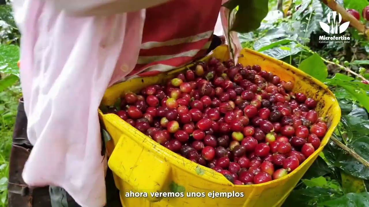 Diagnóstico agronómico_ La U Microfertisa (parte 4)