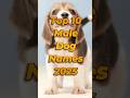 Top 10 Male Dog Names 2025 You Won T Believe Best Dog Names For Boys Shorts Dognames Petnames Top 10 Male Dog Names 2025 You Won T Believe Best Dog Names For Boys Shorts Dognames Petnames