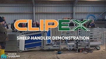 Clipex Automatic Sheep Handler in Action | Sheep Handling Made Easy